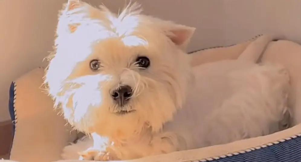 北京“毒狗案”，一个女人，为几条狗辞掉年薪几十万的工作，耗了几年光阴，把一个65