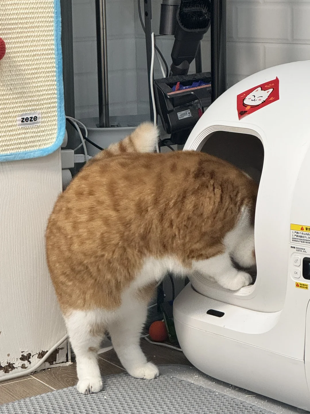 谁家好猫上厕所是头在外面的