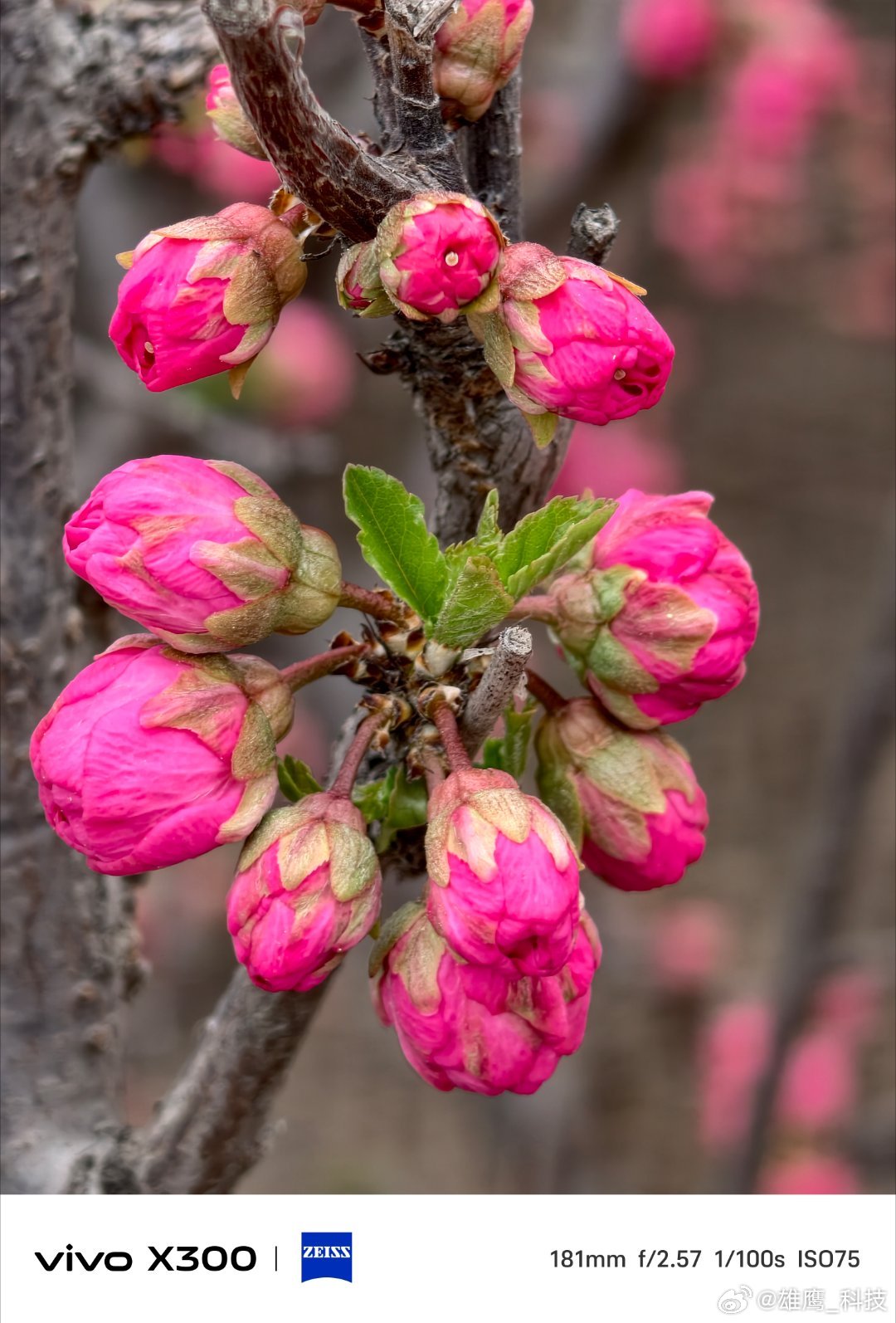 vivo 周末主打一个陪玩，在这花香绿叶的环境下，听花开的声音，闻草木的清香，心