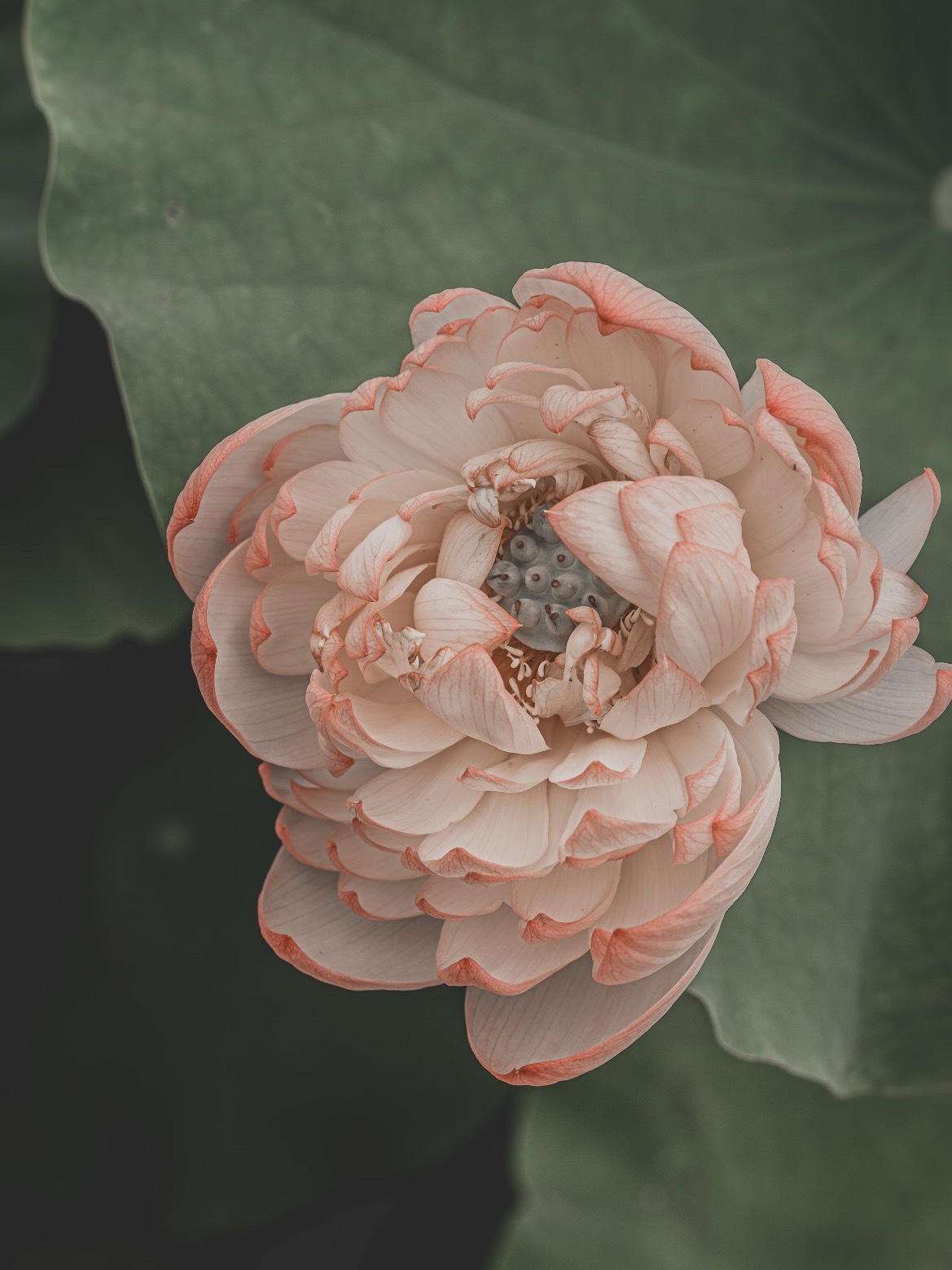 花开富贵来 