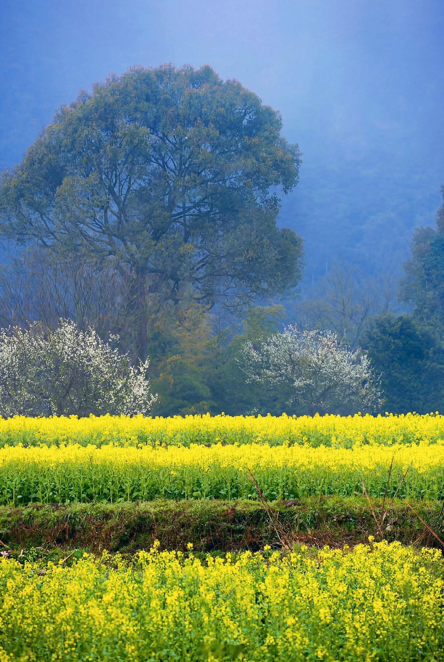 小菌 早安朋友们小时候想走出村子，长大后却总想回去。 