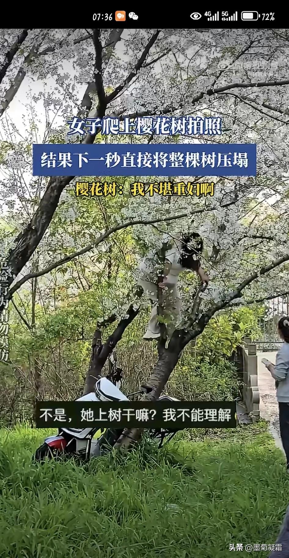 文明赏花不好吗？非要搞得全国人民都认到你[捂脸]
上海顾村公园附近外环林带里，有