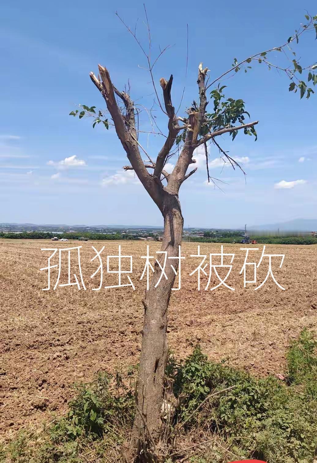这棵树砍得可惜了！的确长得有意境。
这棵树长得很孤独，吸引很多游客来打卡拍照。农