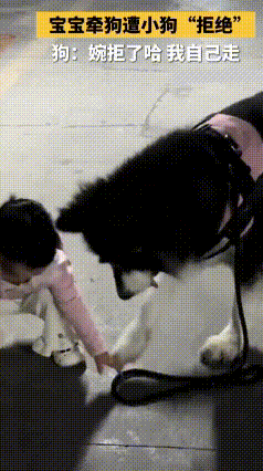 就吃了口零食没分给狗狗，遛狗时小家伙当场赌气报复
 小姑娘在家吃东西，自顾享用，