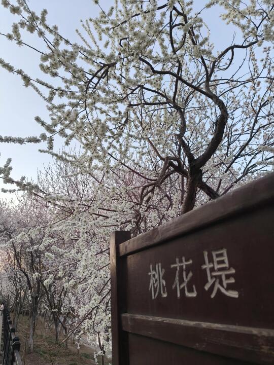 3.22周六下午，桃花堤拍立得数码摆摊拍照