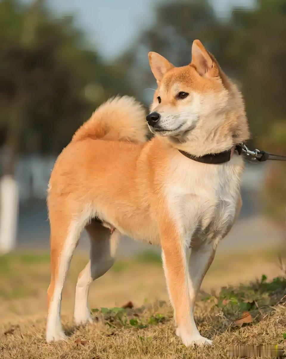 不可思议！老祖宗严选中华田园犬居然被禁养！西安这次又出名了！只能说周杰伦那句话含