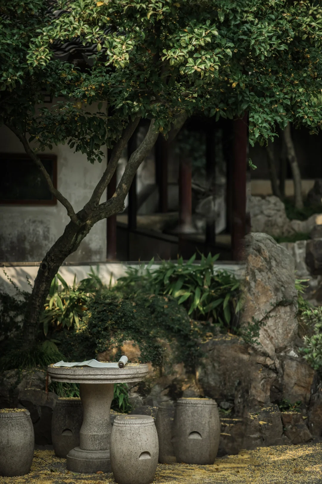 风起桂花落江南/桂花雨