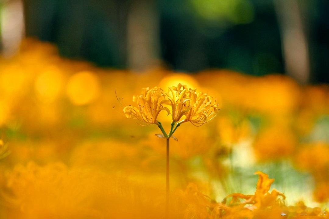花叶两不见，人间又一秋  ​​​