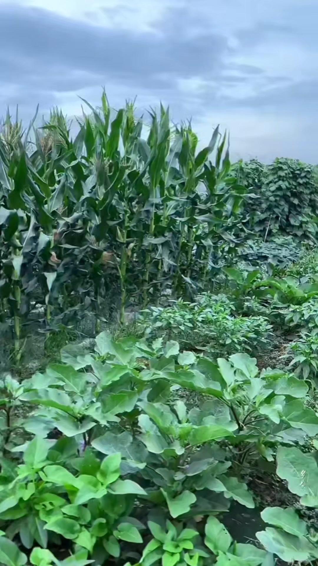 🌿你心中的诗和远方是什么模样？过去总向往大城市的繁华璀璨，随着年岁渐长，才发现