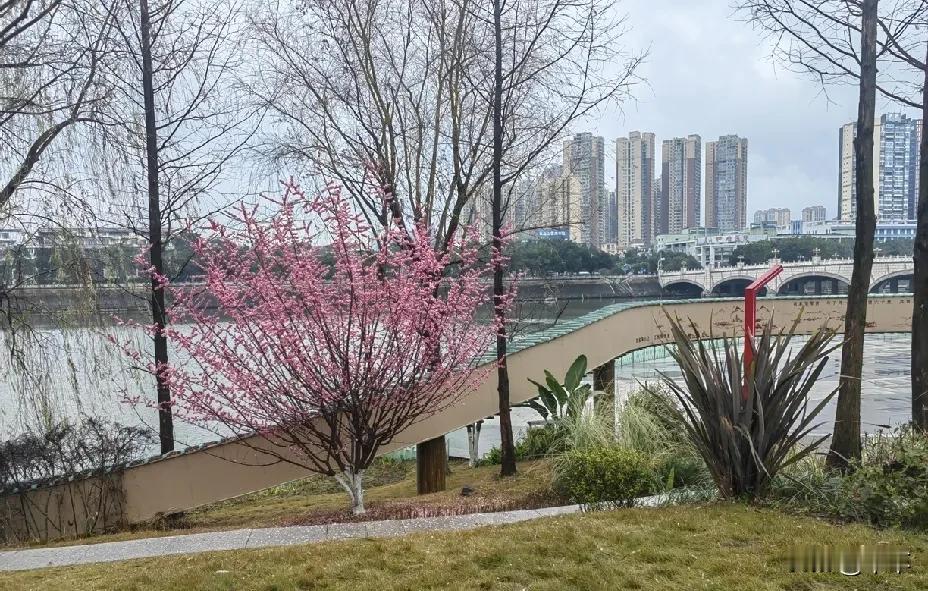 雨中慢步东坡湖公园
     烟雨蒙蒙东坡游，  
     游人稀疏景更幽。 