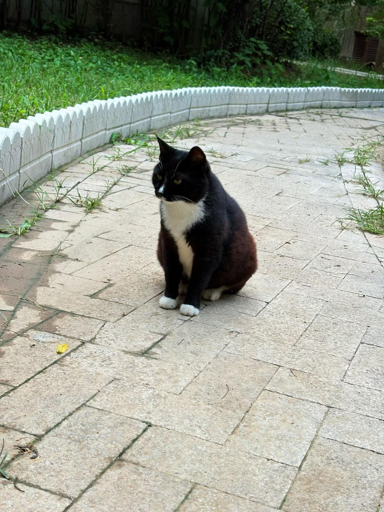 黑白奶牛猫端坐石径，歪头萌眼似在发呆。这憨态可掬的模样，瞬间治愈所有不开心！猫 