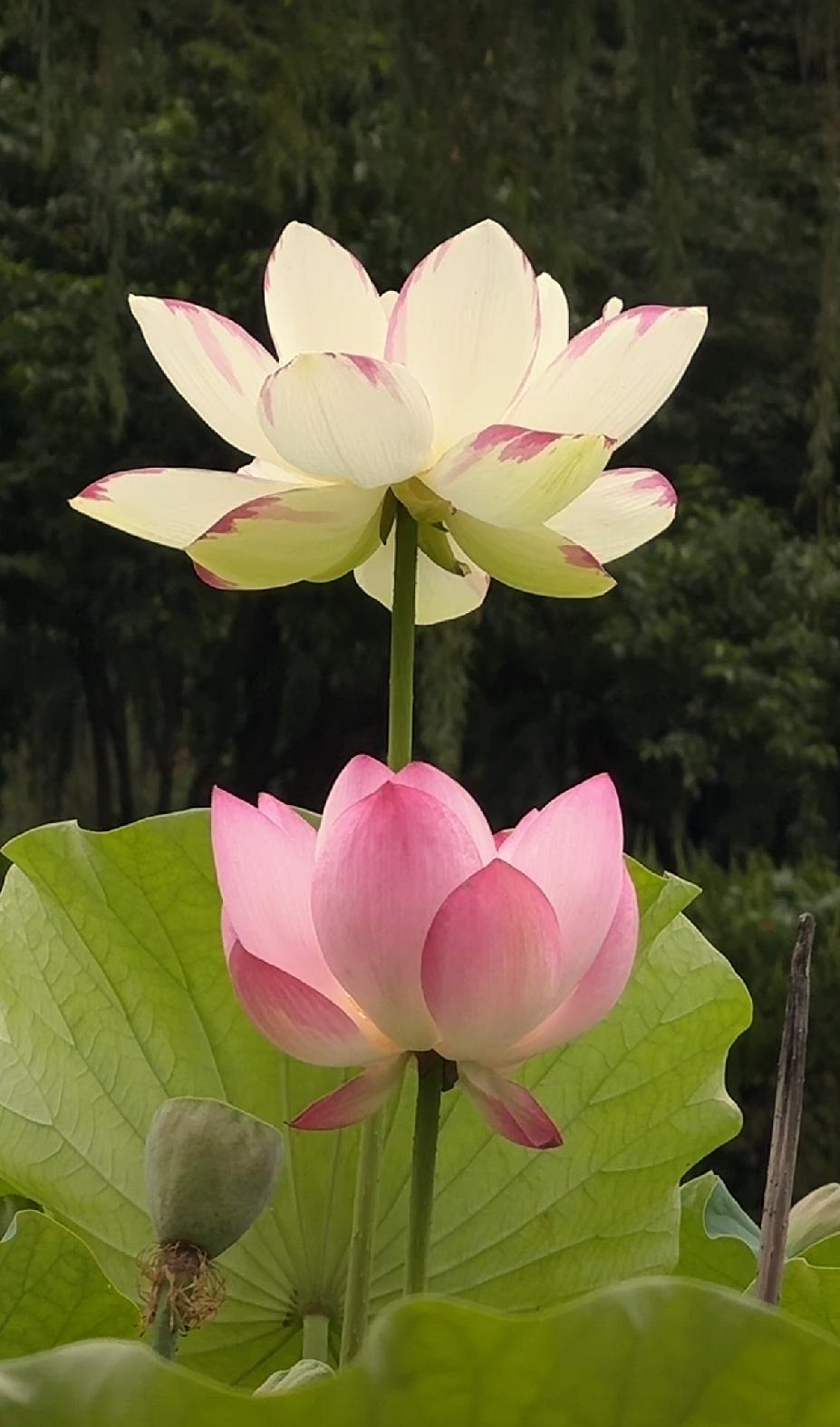 分享一组随手拍的花朵随手拍～