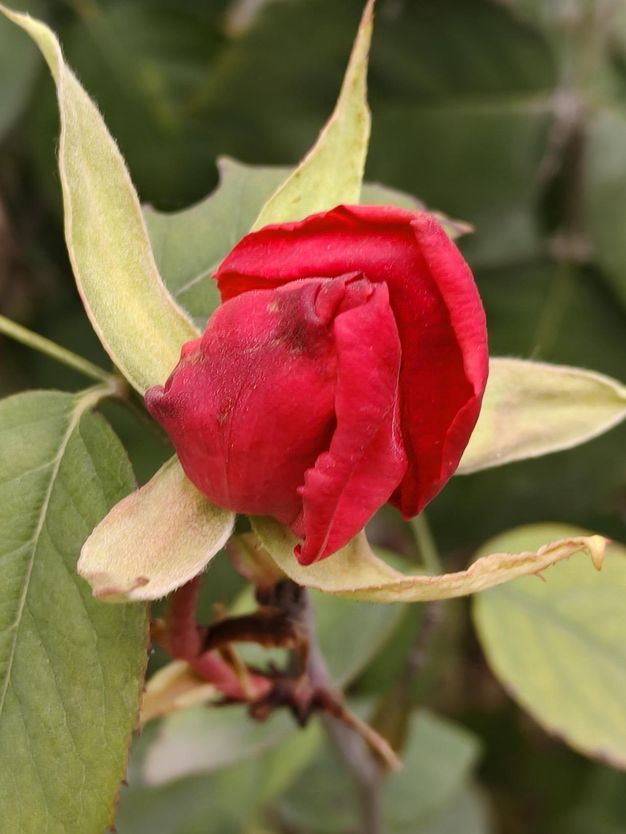 拍一张今天的月季美照今天拍的月季，含苞待放，不愧是花中皇后，初冬季节了，还月月开