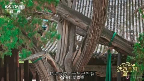 3000岁古树横着长的秘诀3000岁古柏躺着长了数百年 哇塞！3000岁的古柏竟