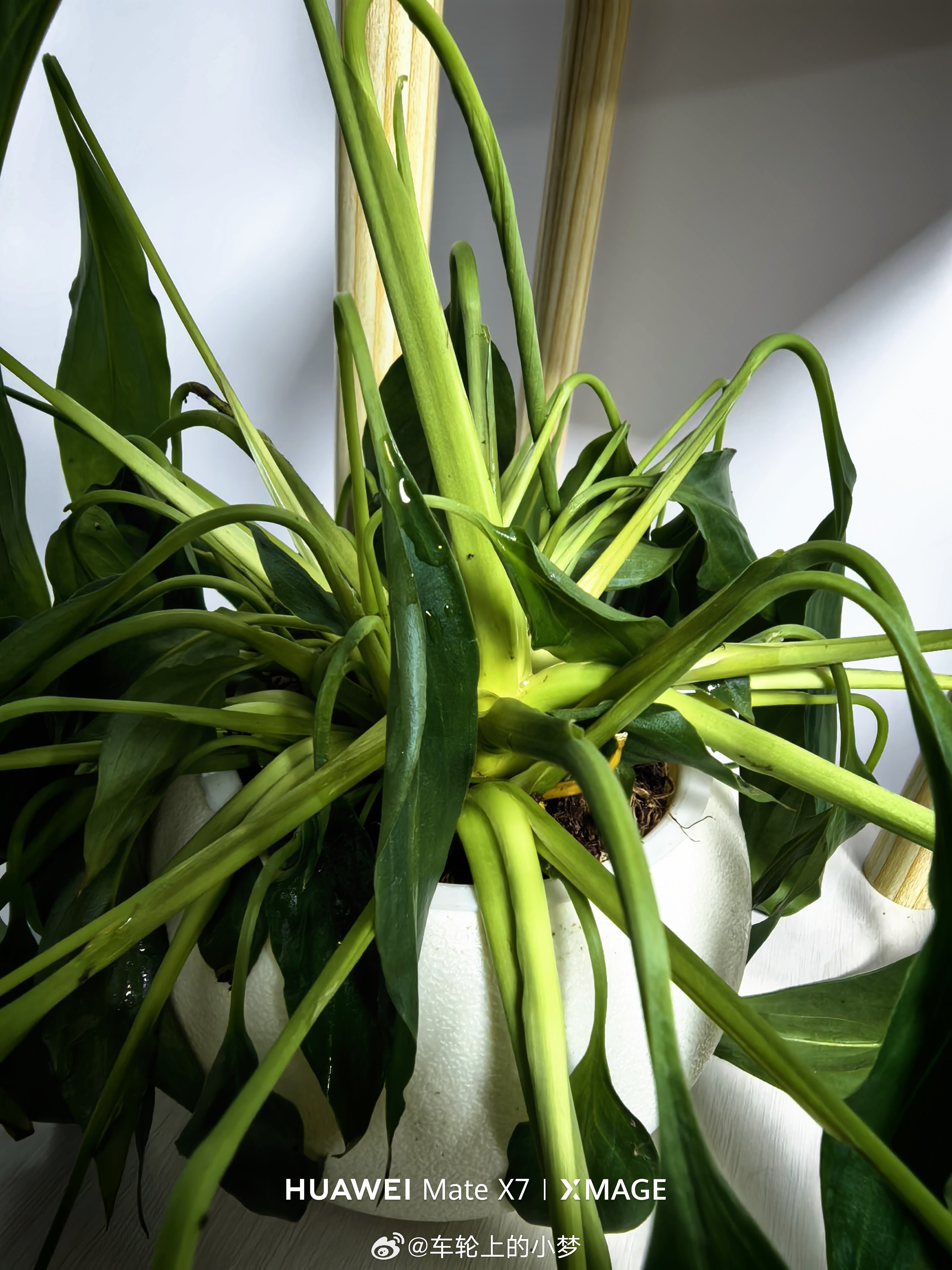 不是哥们儿，你渴了直说啊，不要这样子嘛本来打算所有绿植都统一浇水，没想到它先撑不