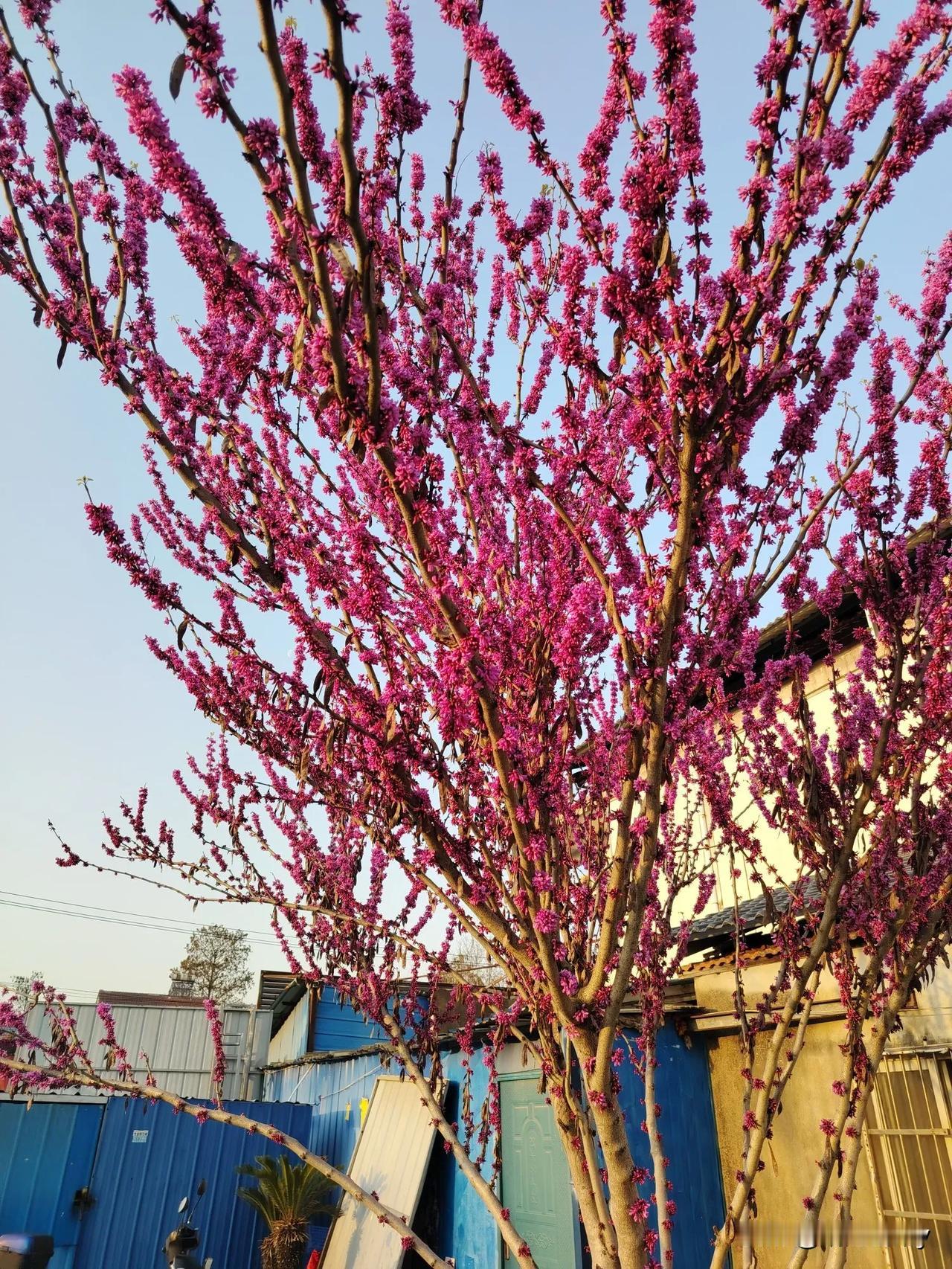 今天早上悠哉悠哉，提着菜从菜市场出来，抬头就看见这红彤彤的一棵树，满心愉悦，这才