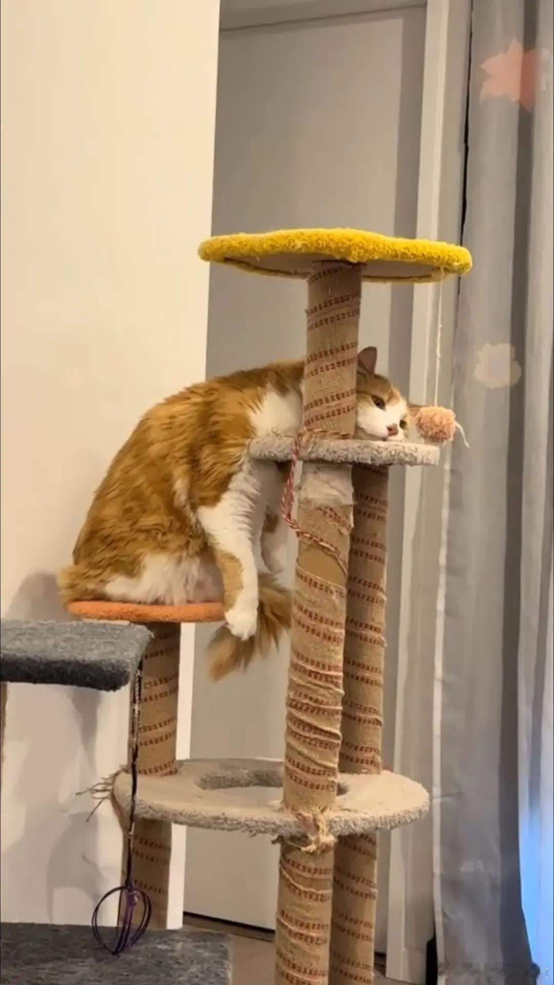 精彩分享萌宠宠物