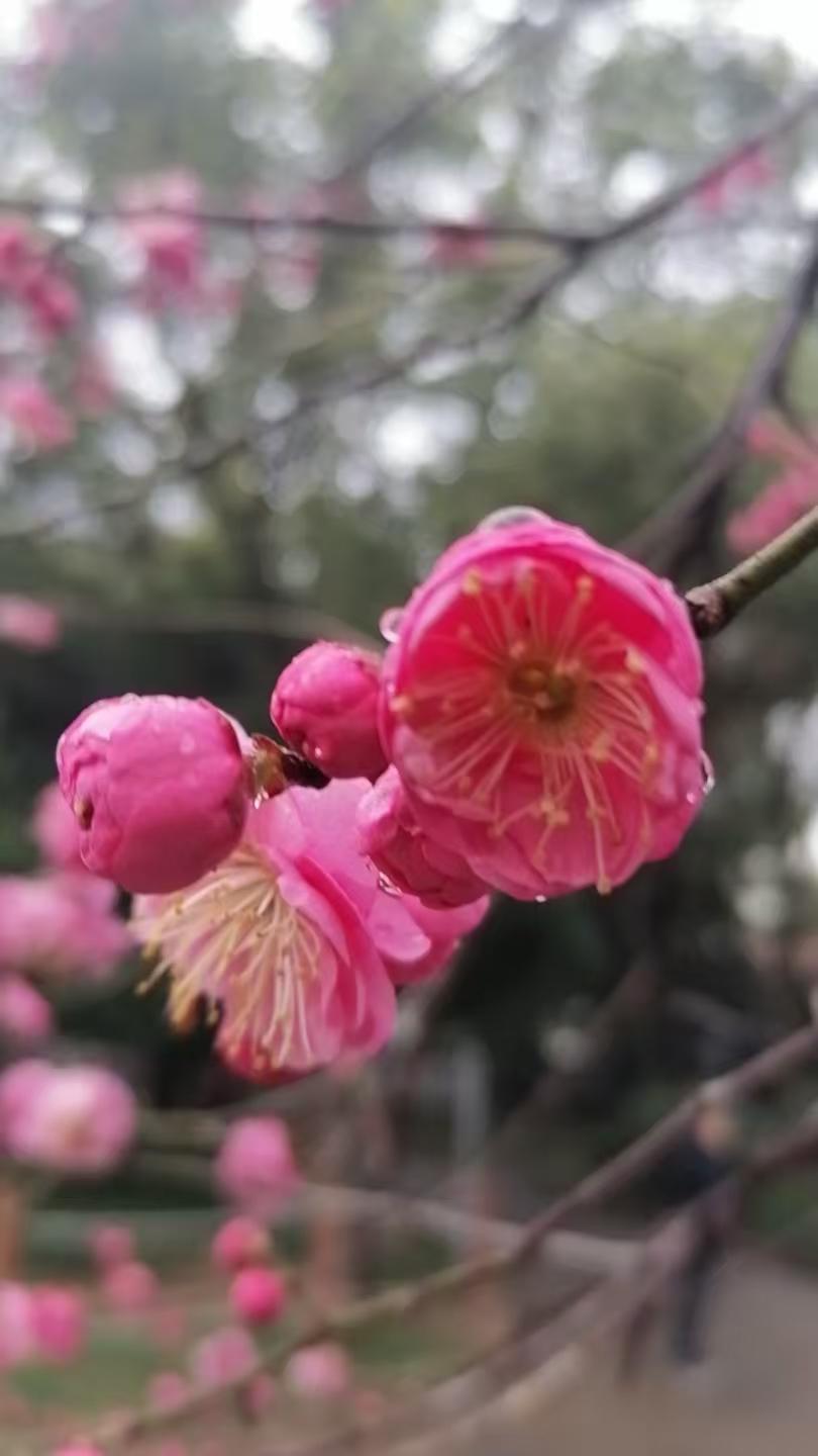 梅花腊月二十三辞灶


朝行未觉半分寒，似是东风暖小年。
一朵梅花充厚礼，灶王且