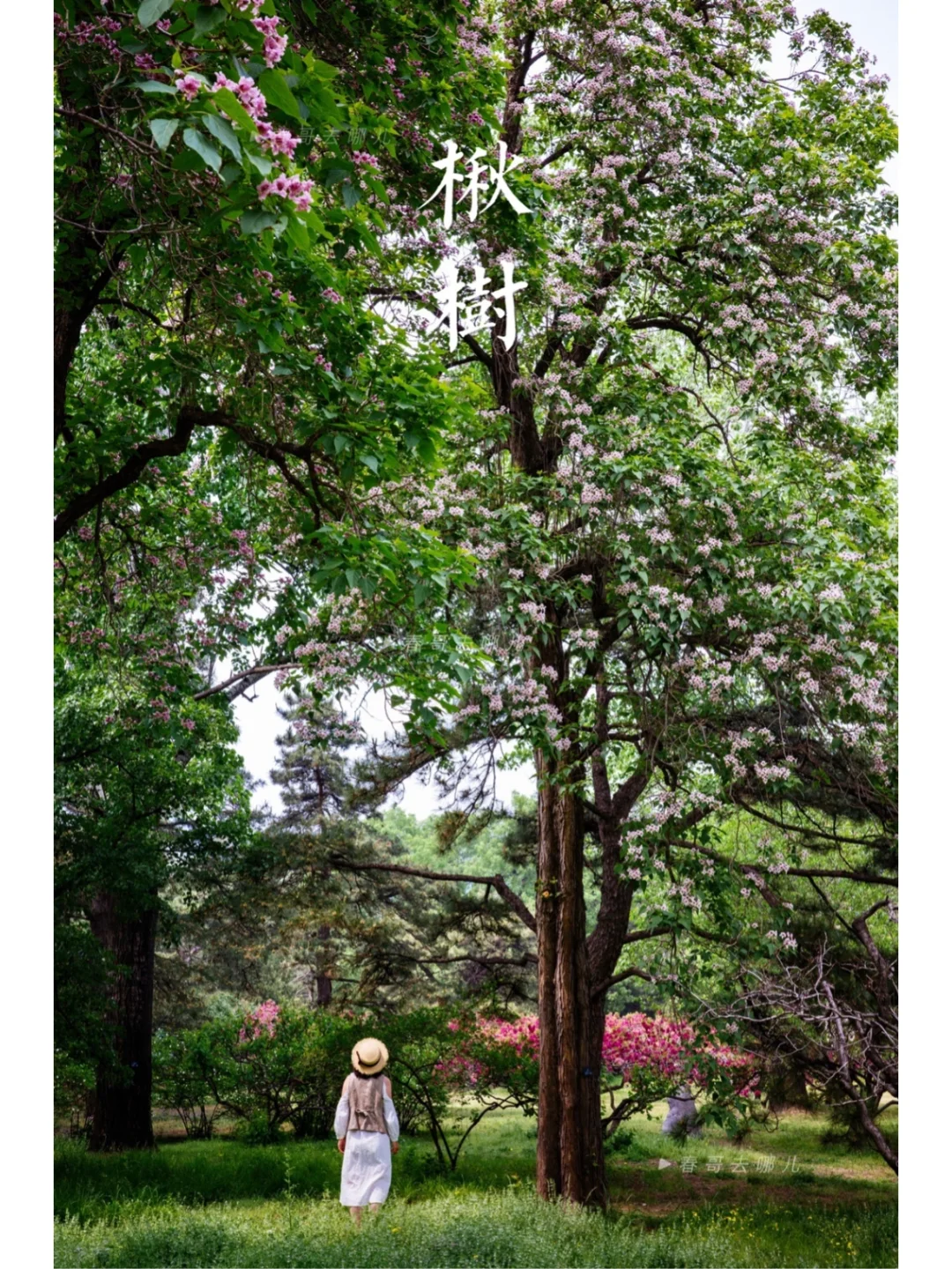 楸树花开 | 国家植物园隐藏的绿野仙踪