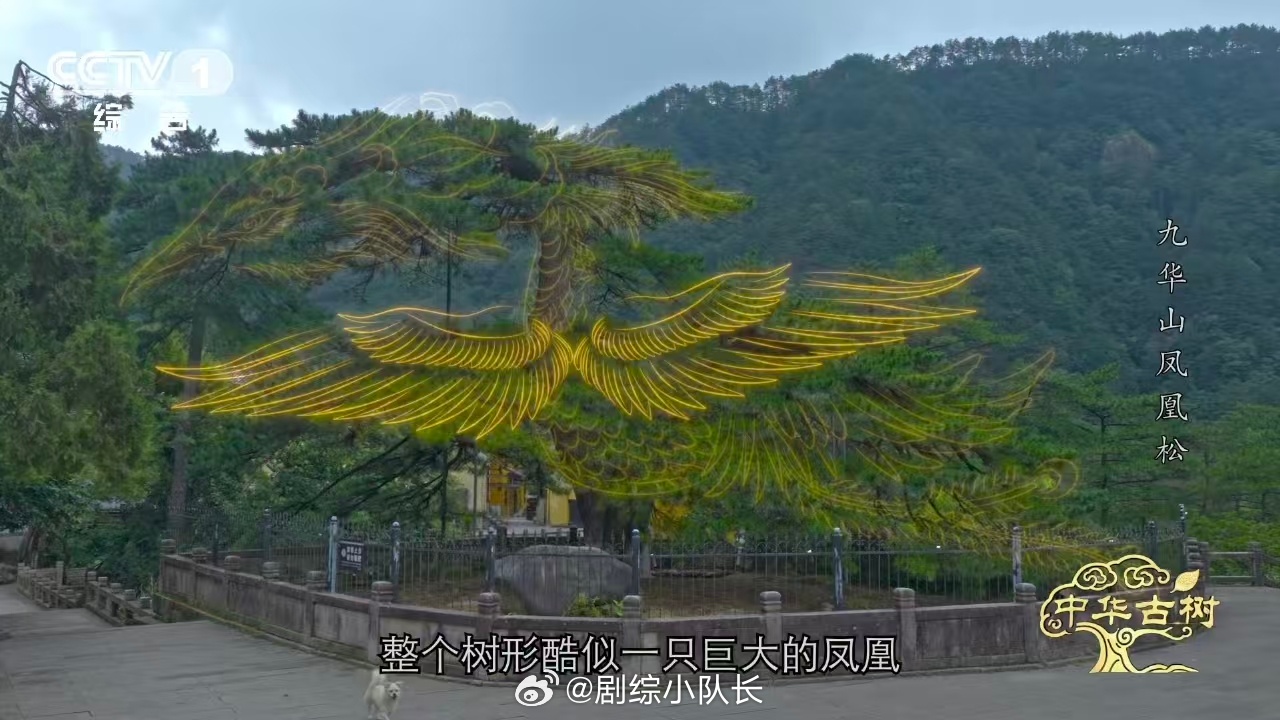 风一吹千年古松秒变展翅凤凰 主枝昂着头，侧枝张着翅，风一吹翎羽都在颤。这不是像凤