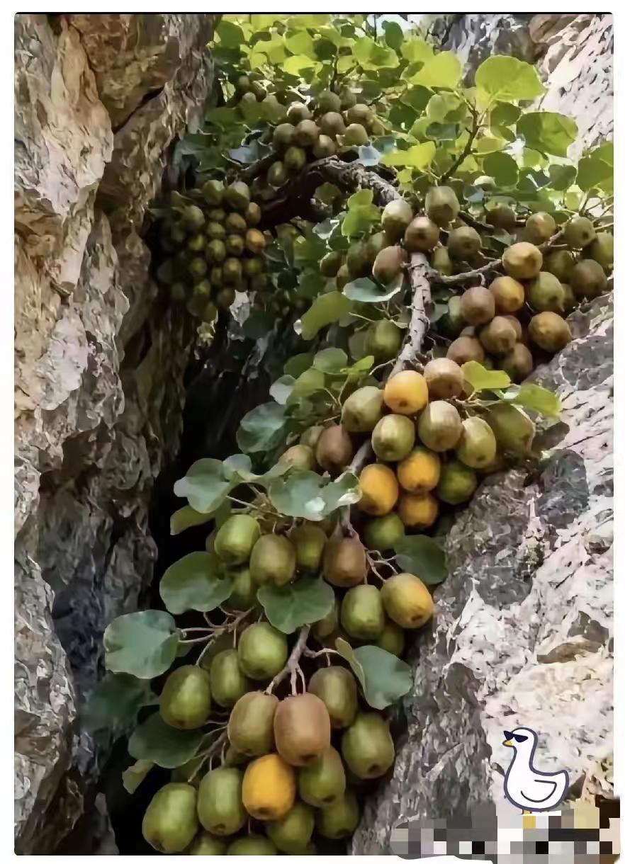 近日，一位护林员在巡山路过深谷时，没成想，竟意外发现一处陡峭的岩石裂缝中，长出了