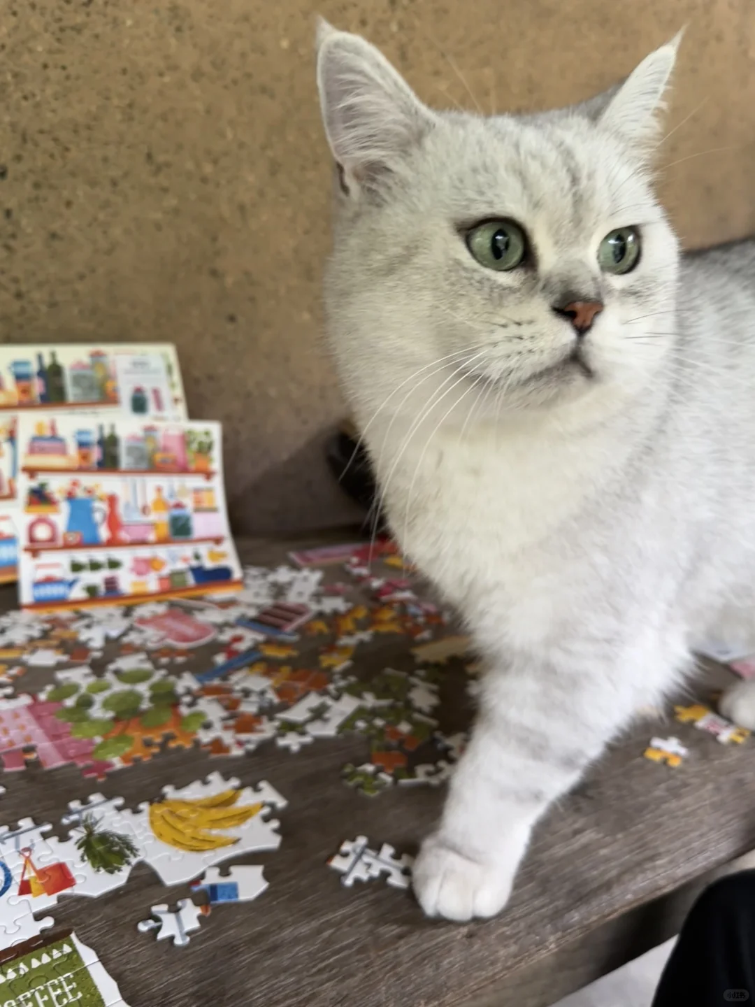 今天是拼图猫