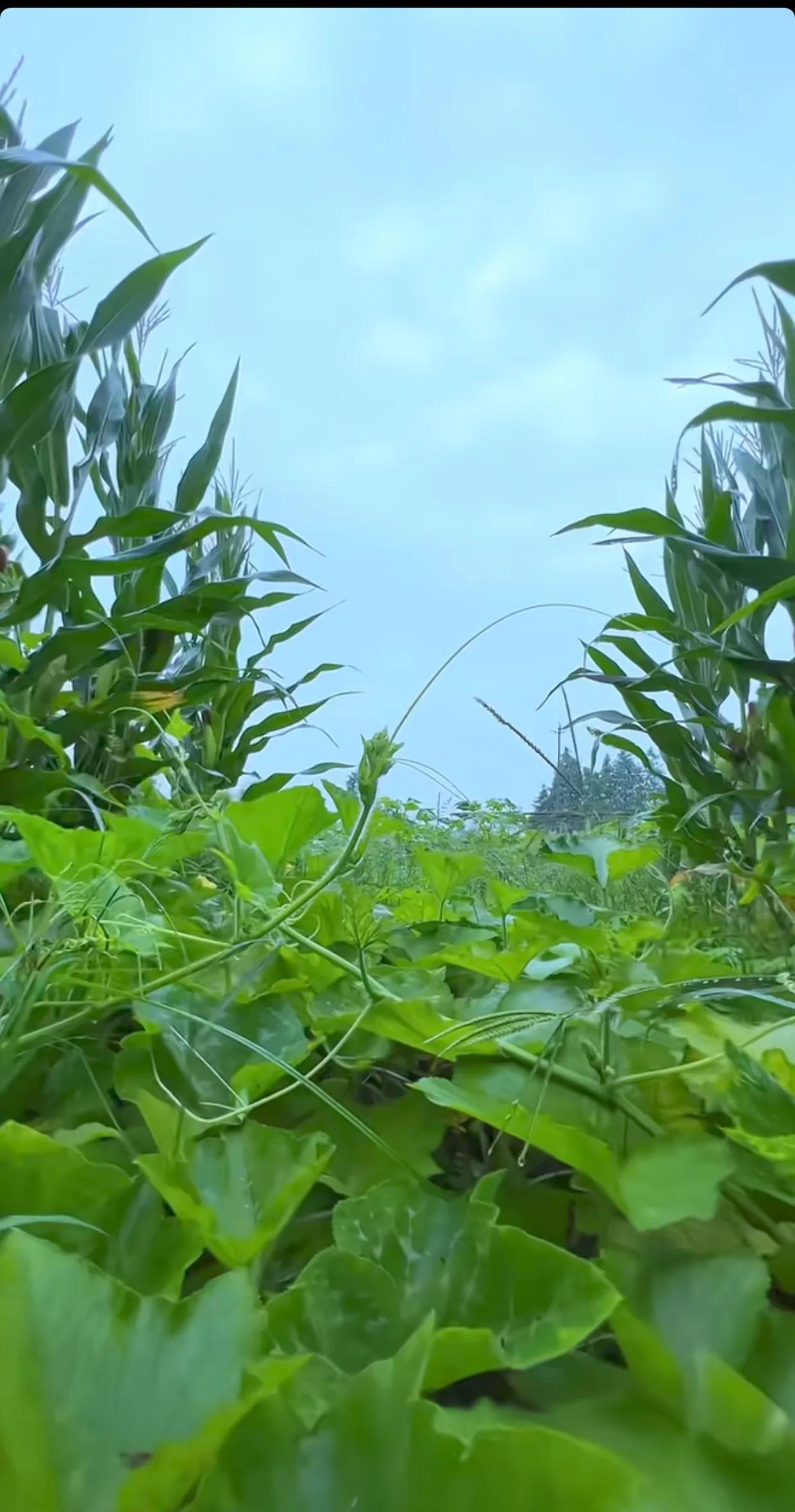 雨后的田野如诗如画，空气弥漫着泥土的芬芳与瓜果的甜美。这不禁让我回想起儿时的乡村