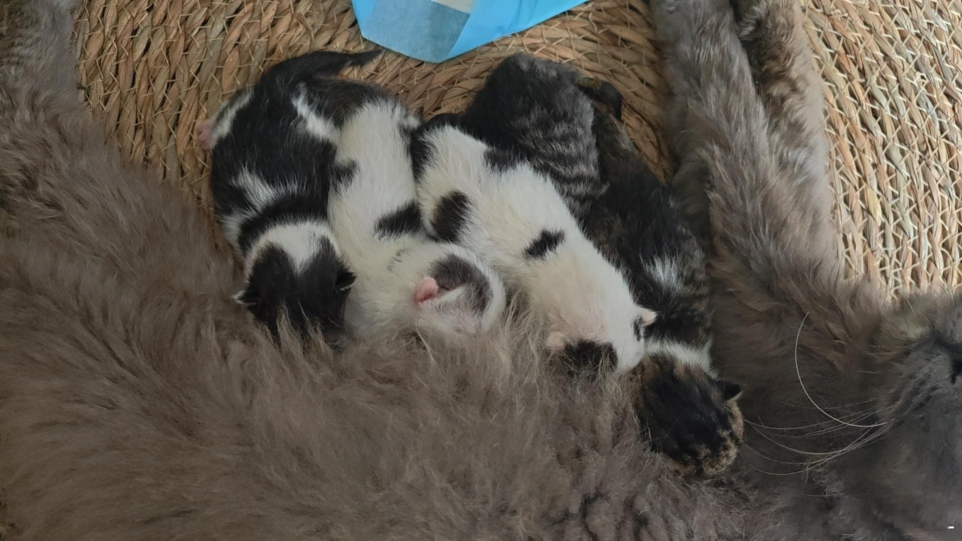 母猫产后第二天有流一点血正常吗？ 