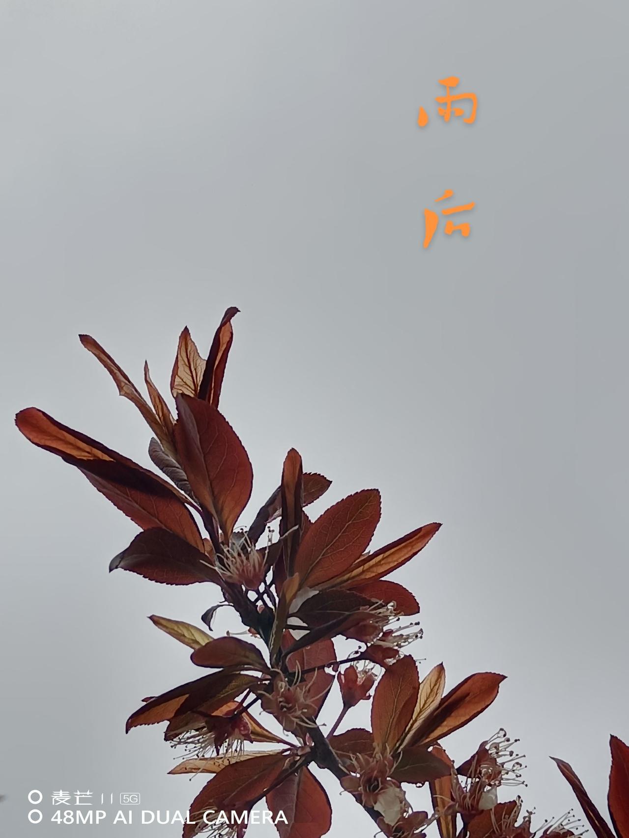 雨后原创记录真实生活 雨后的新鲜空气