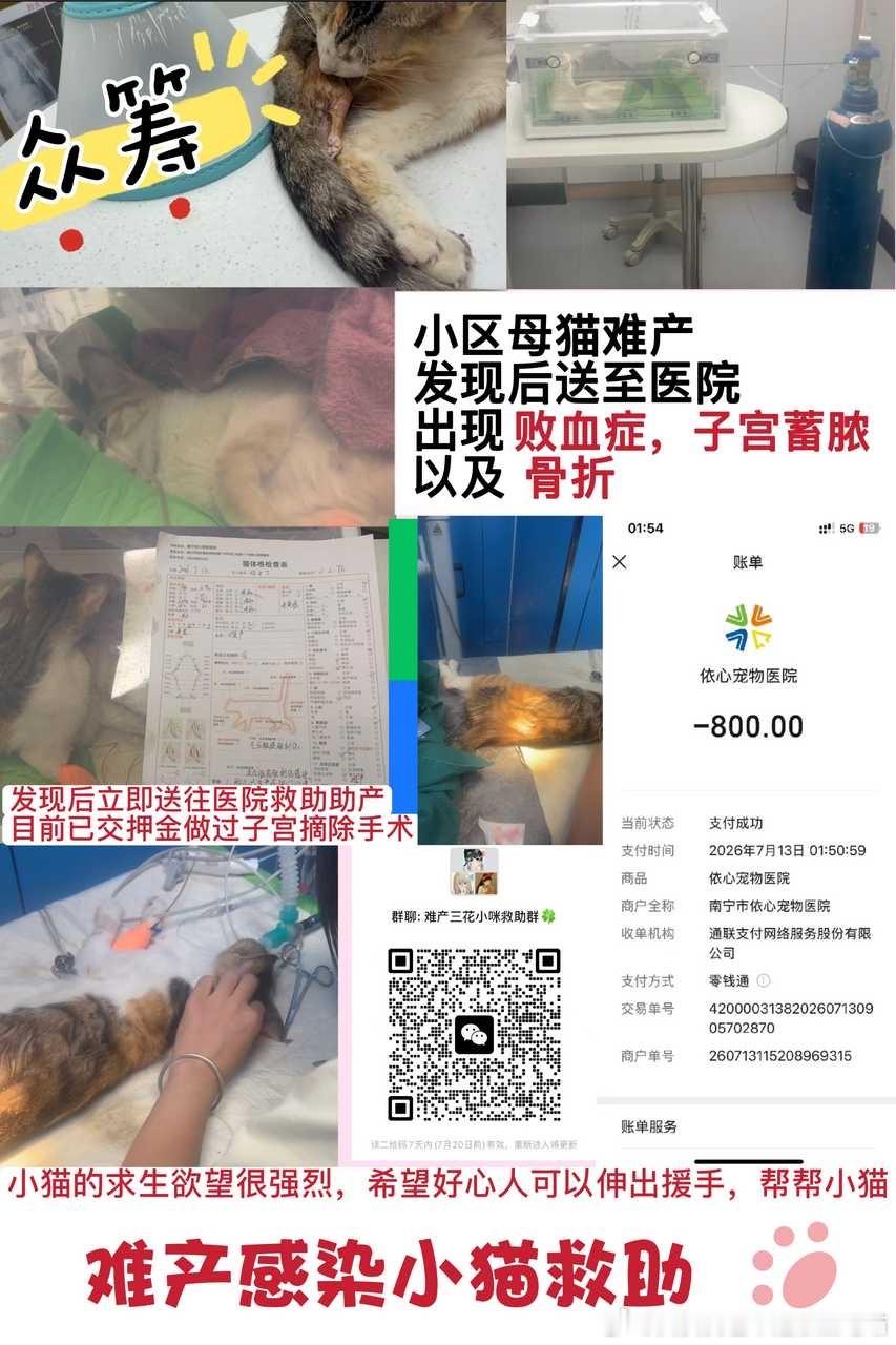 【南宁流浪猫 救助】广西南宁救救流浪猫妈妈，晚上在小区发现了正在生产的小猫，被发