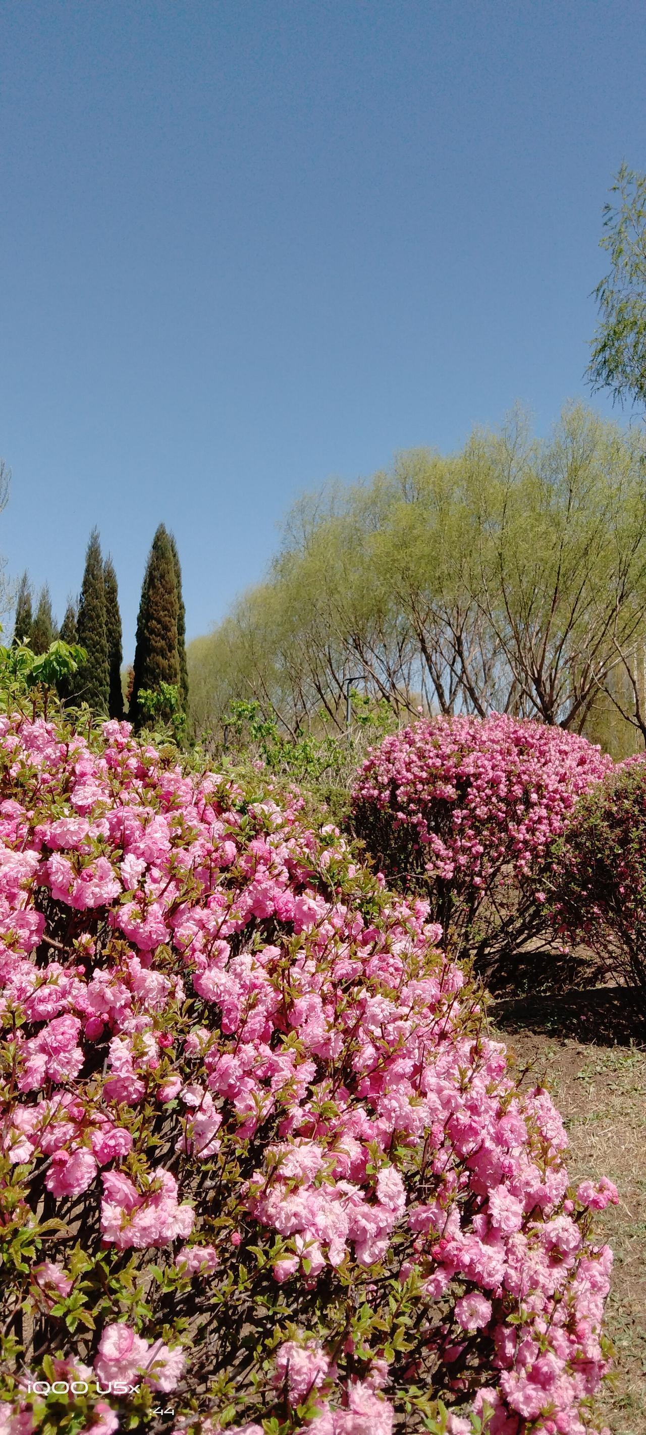 天气晴好，温度适宜，春天的风，把大地唤醒，花儿竞相争艳，美不胜收！
附近遛弯儿，