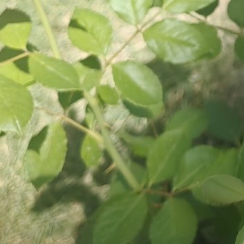 你呀 总是看到自己身上的小小瑕疵 然后失落 然后自卑 可你别忘了 你也闪闪发光 