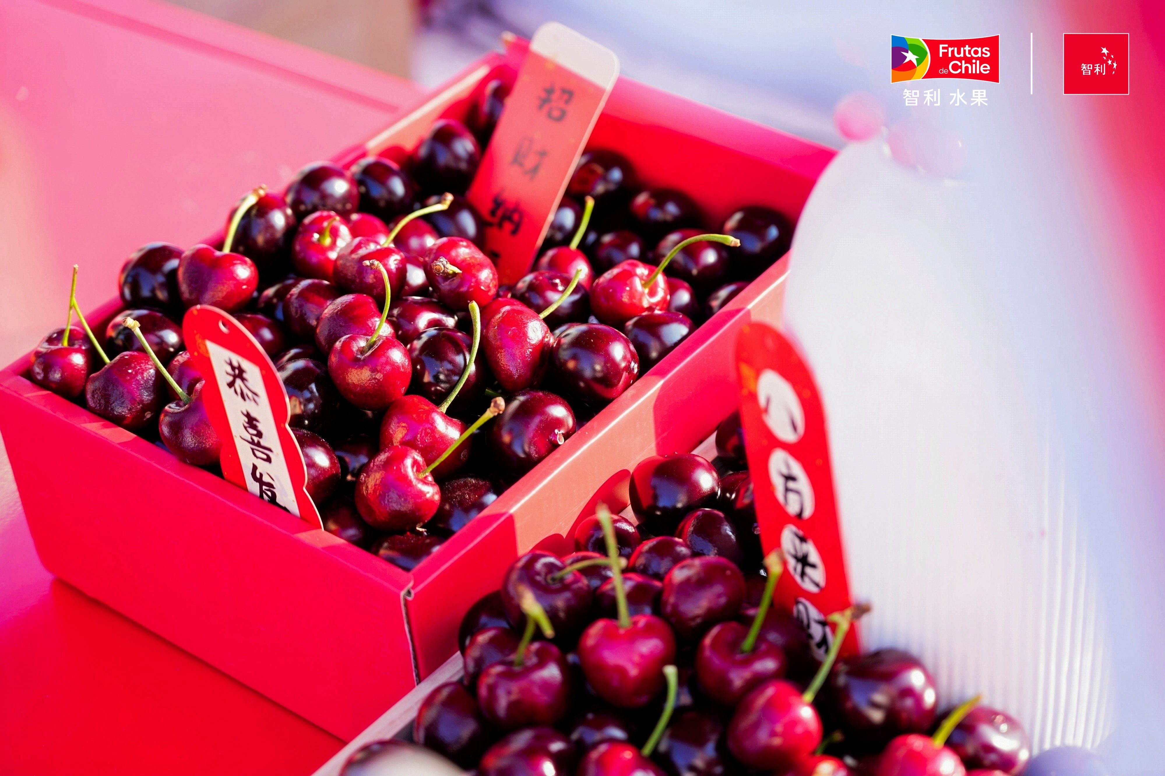 #智利车厘子2月供应减少或涨价##智利车厘子春节到货量将更少#受智利天气及采收期