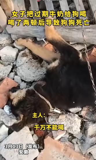 “心真大！”近日，安徽，一女子看家里牛奶过期，扔了觉得浪费，便喂给了自家小狗喝，