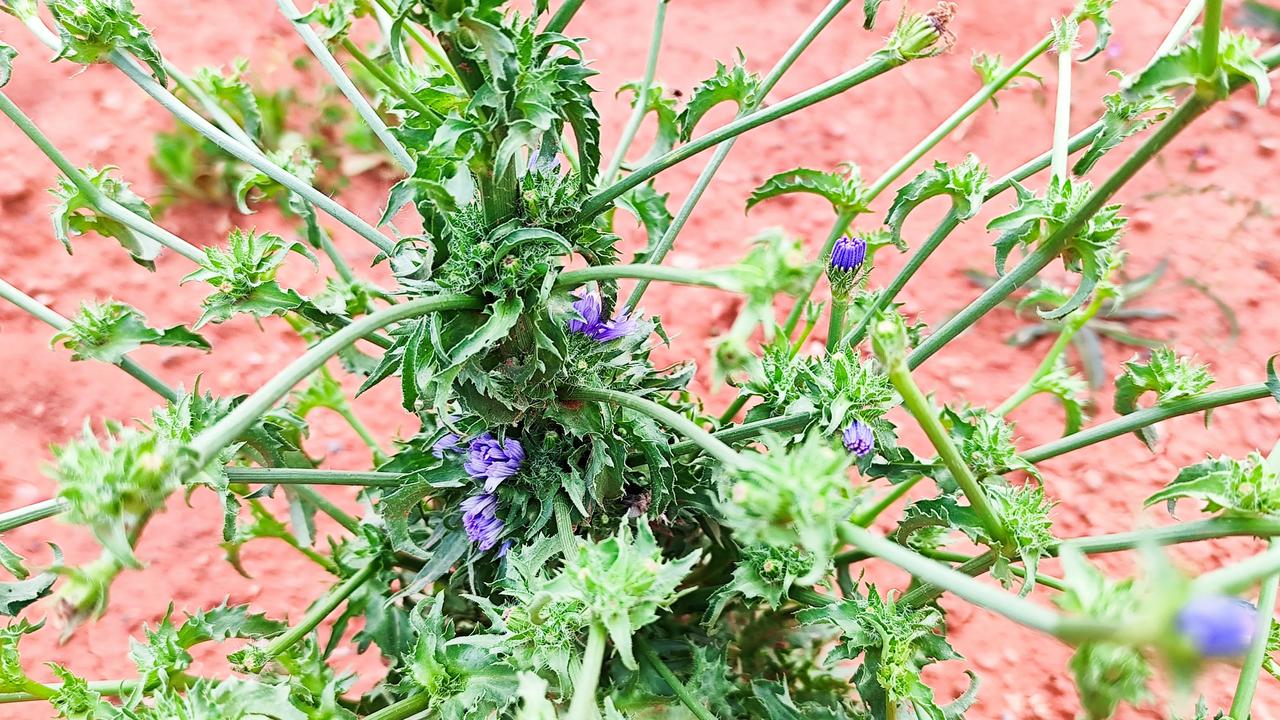 今年春天最想实现的心愿过好自己的每一天就好！发一张你相册最近拍的花