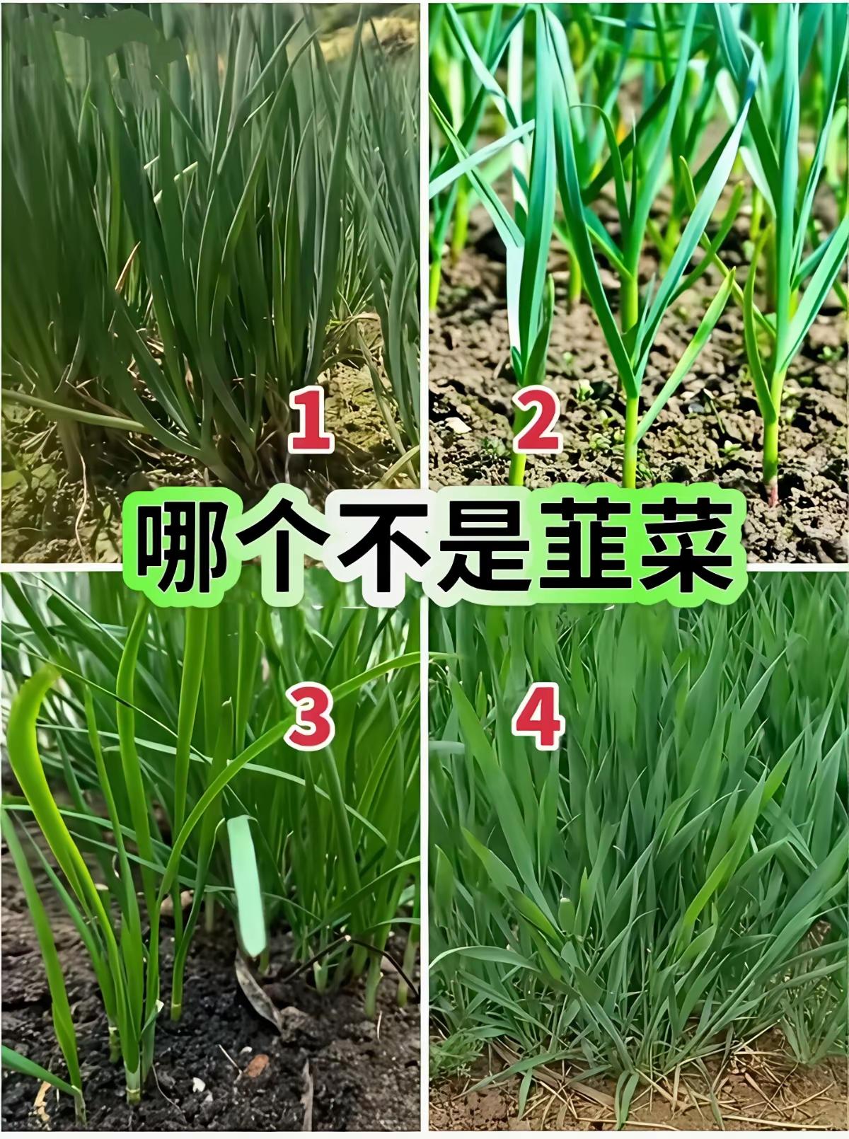 这个生活在农村的朋友才能认出来