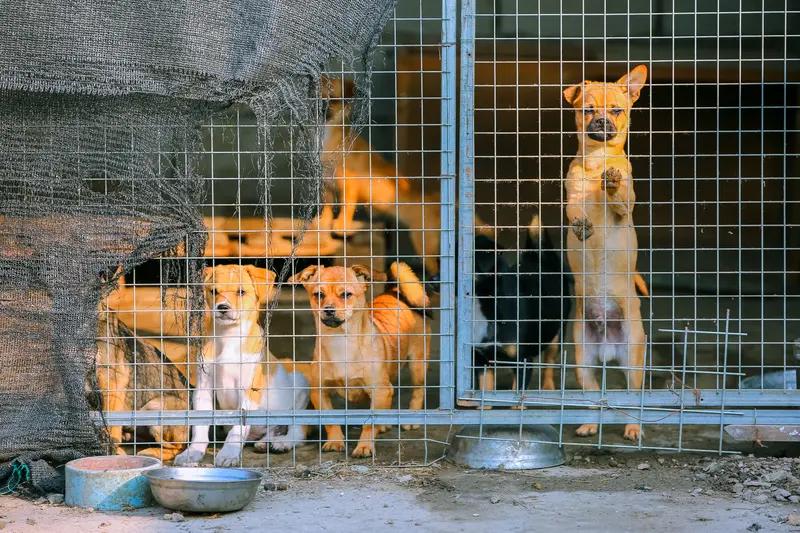 救助流浪动物是不是善举，这事儿不能一概而论。
从积极方面看，救助是善举。中国城市