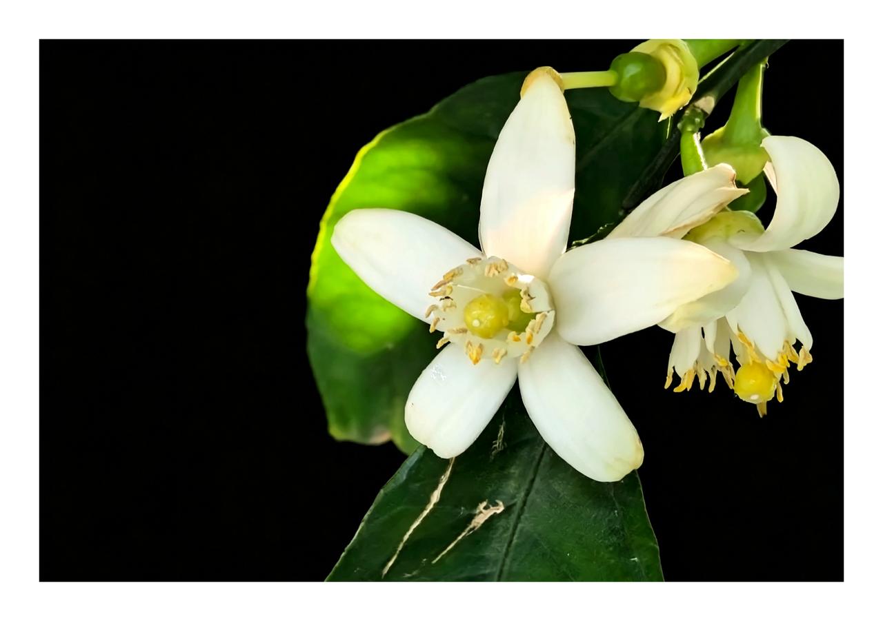 五绝·桔花
芳馨漫卷长，
玉萼沐垂光。
春驭清芬去，
秋归送灿黄。