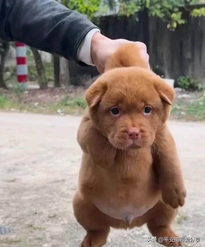 中华田园犬狗 流浪狗 单身狗