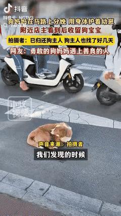 “万物都有灵性！”西藏一女店主见路上有只狗趴着不动，走近一看，原来是狗妈妈在生小