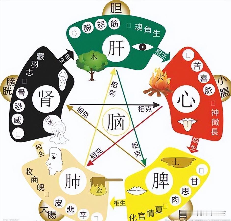 五脏说明书，脾不好多痰、肺不好多咳、心不好多汗、肾不好多尿、肝不好多梦

1. 