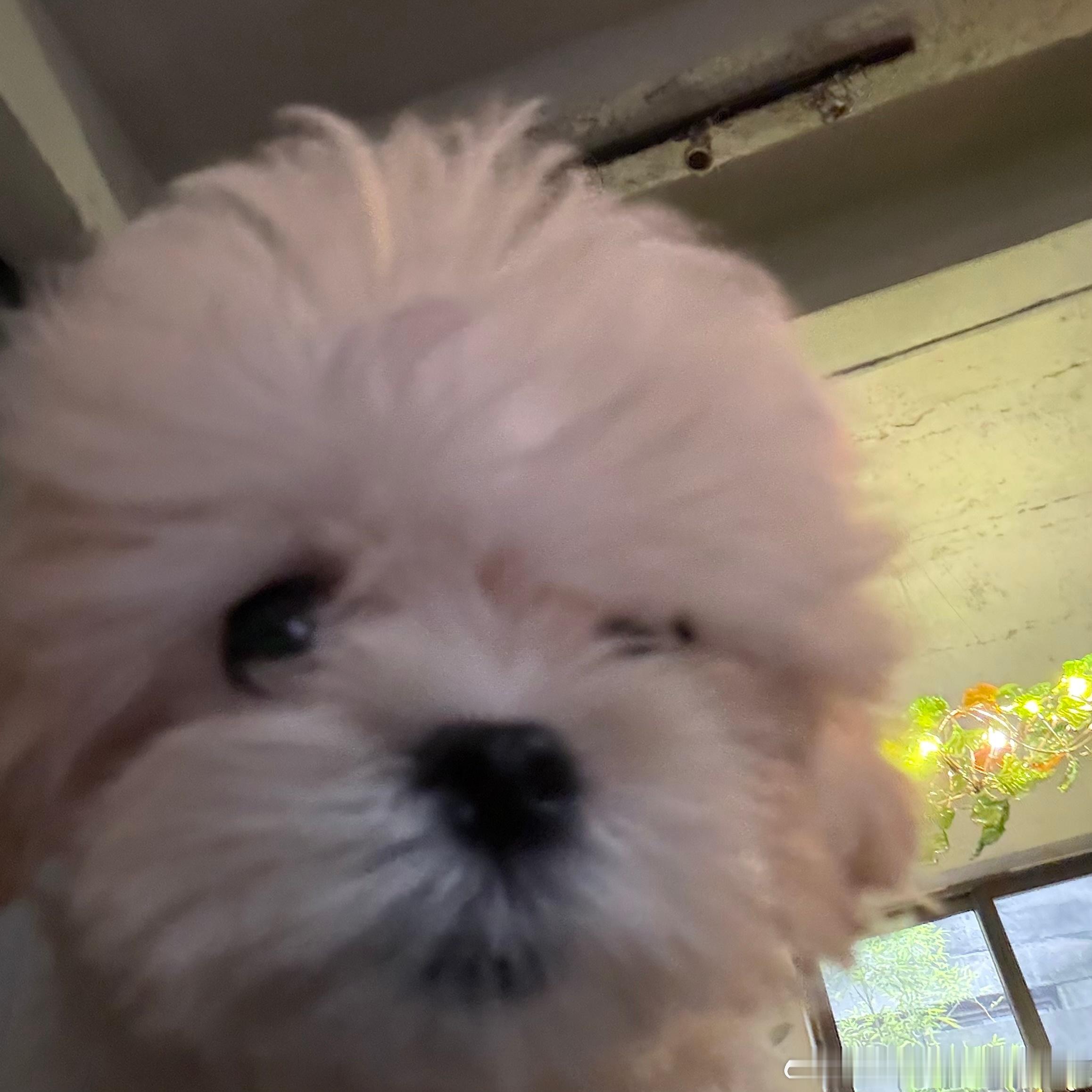 我们呆呆肯定会照顾妹妹的对吧