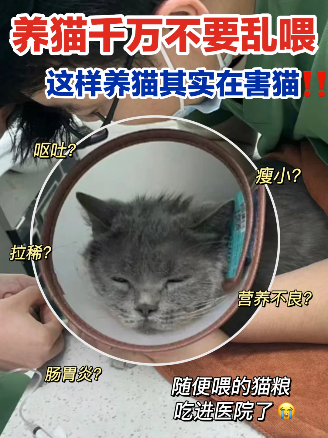 猫：喂我毒猫粮？那我可生个千八百的病啦！