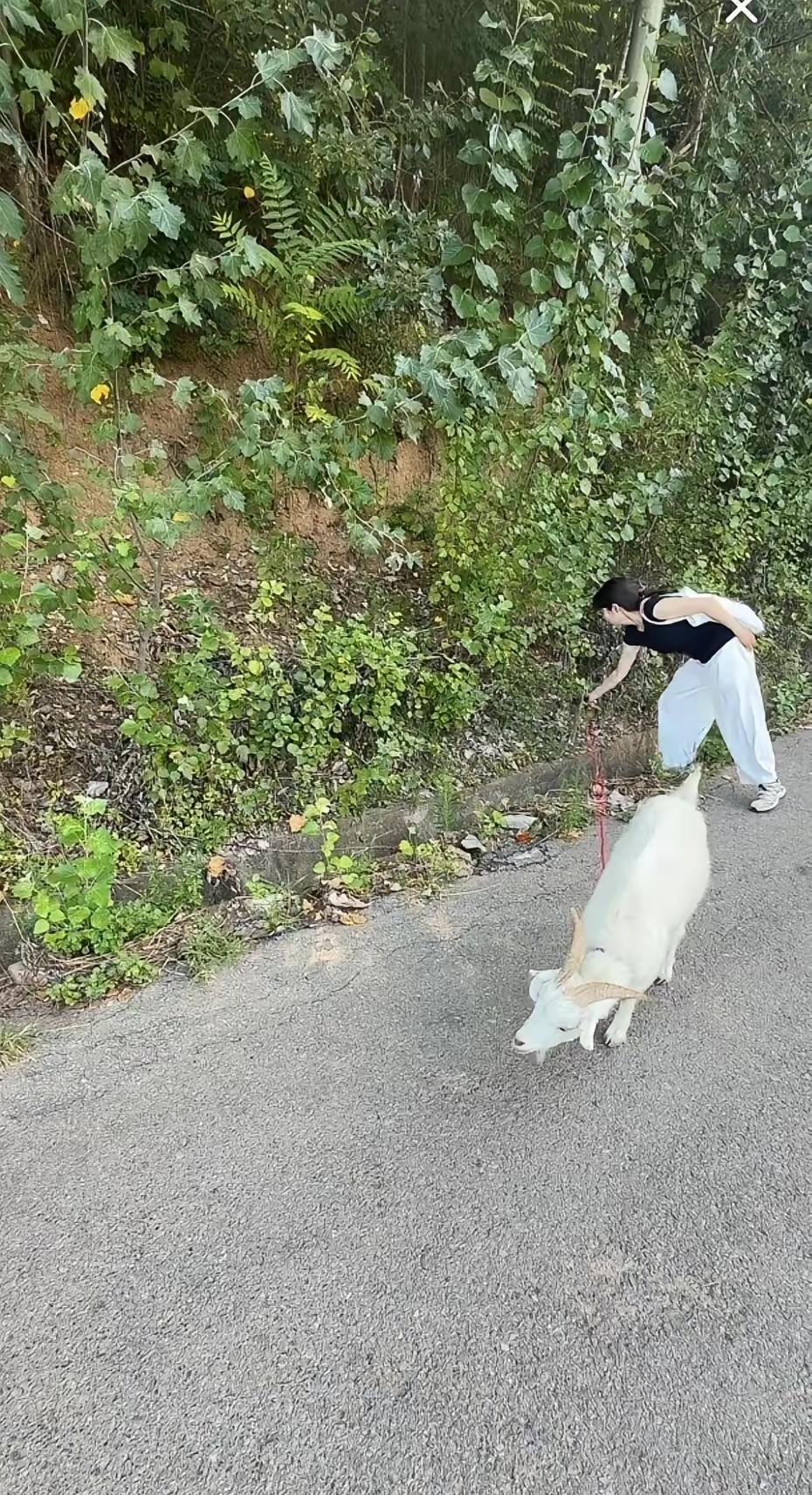 清晨天刚亮，西安女孩就牵着小羊出门寻草觅食了。她每天固定早晚两次溜羊，专挑气温最