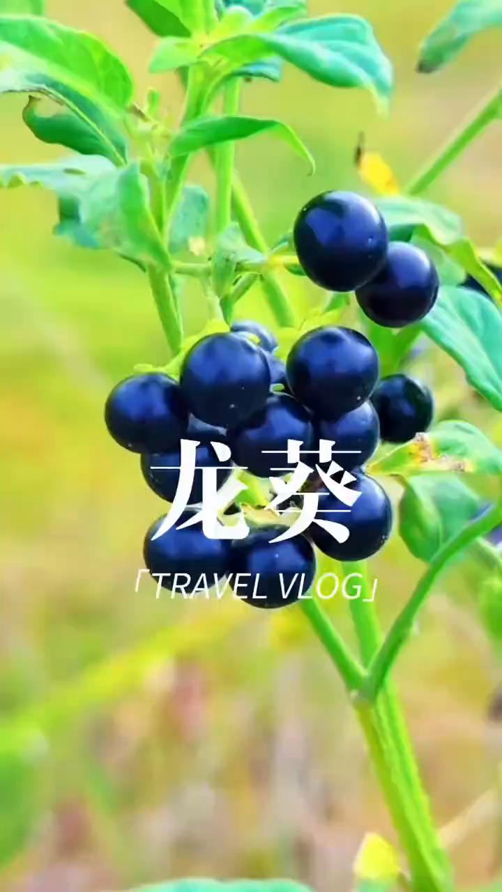龙葵。
九妹讲百草。
注意看，这就是龙葵。如果你的家乡还有，不妨留意一下。龙葵又