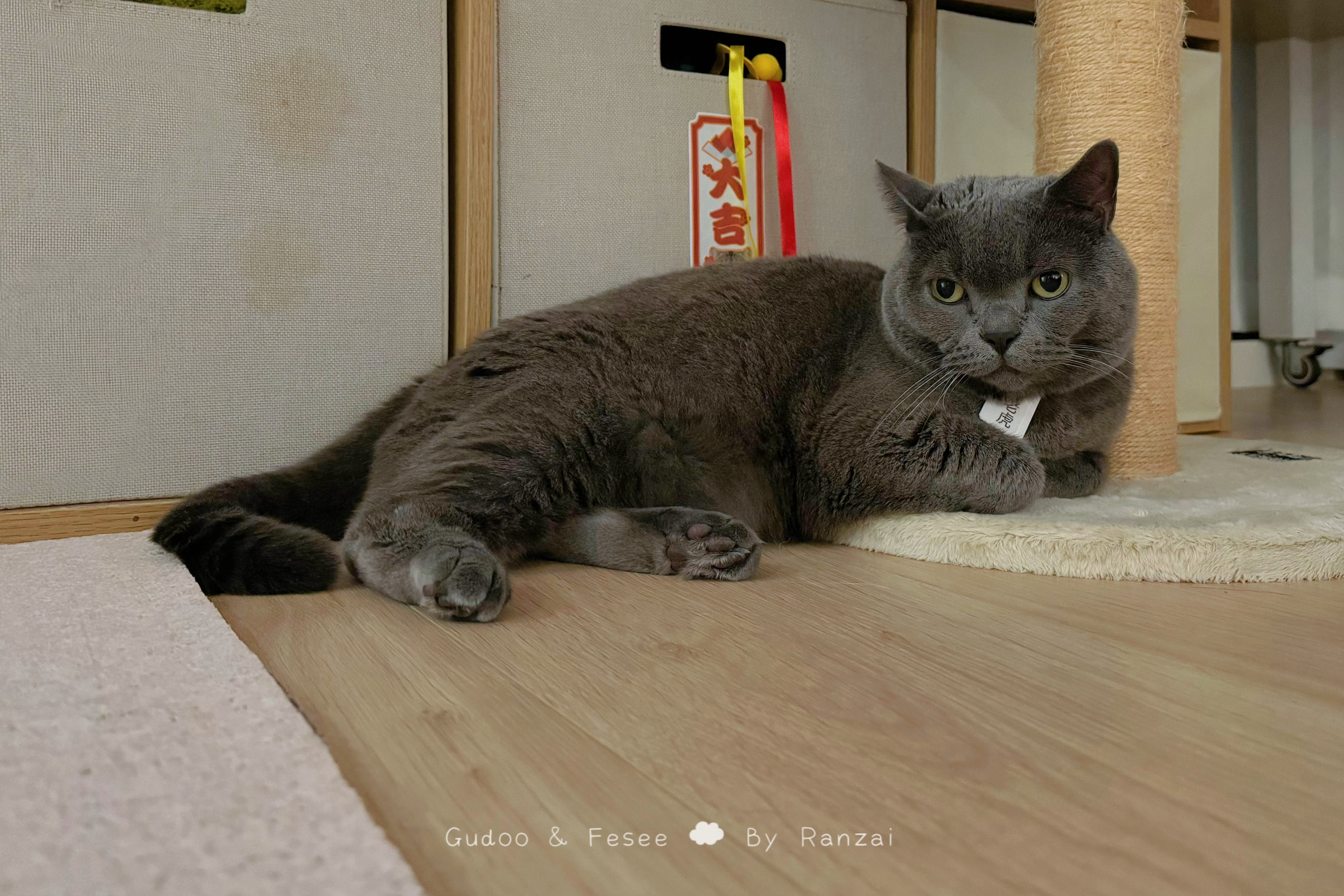 嘻嘻出门去rua别人家的小猪咪们了[揣手]#喵趣横生# ​​​