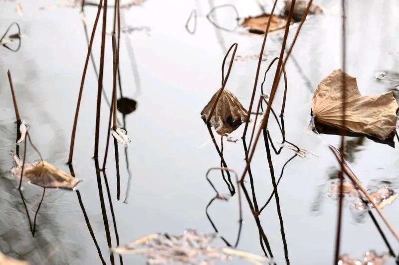 无题
秋尽冬来风雨中
枝摇叶落各西东
人间多少悲凉事
岁月如歌似雨风