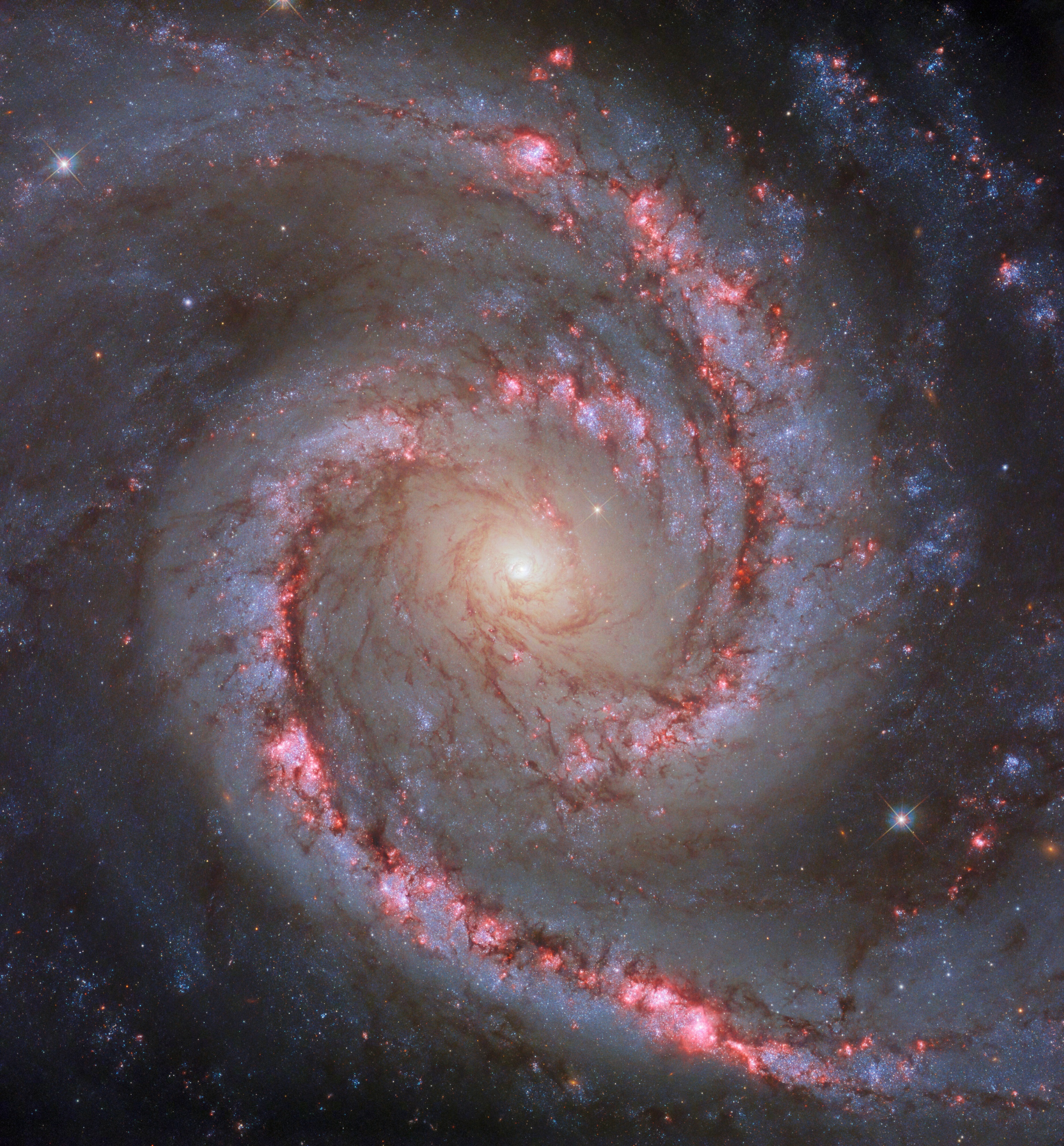 旋涡星系NGC 1566 ，有时被称为“西班牙舞者星系”，位于剑鱼座，距地球约 