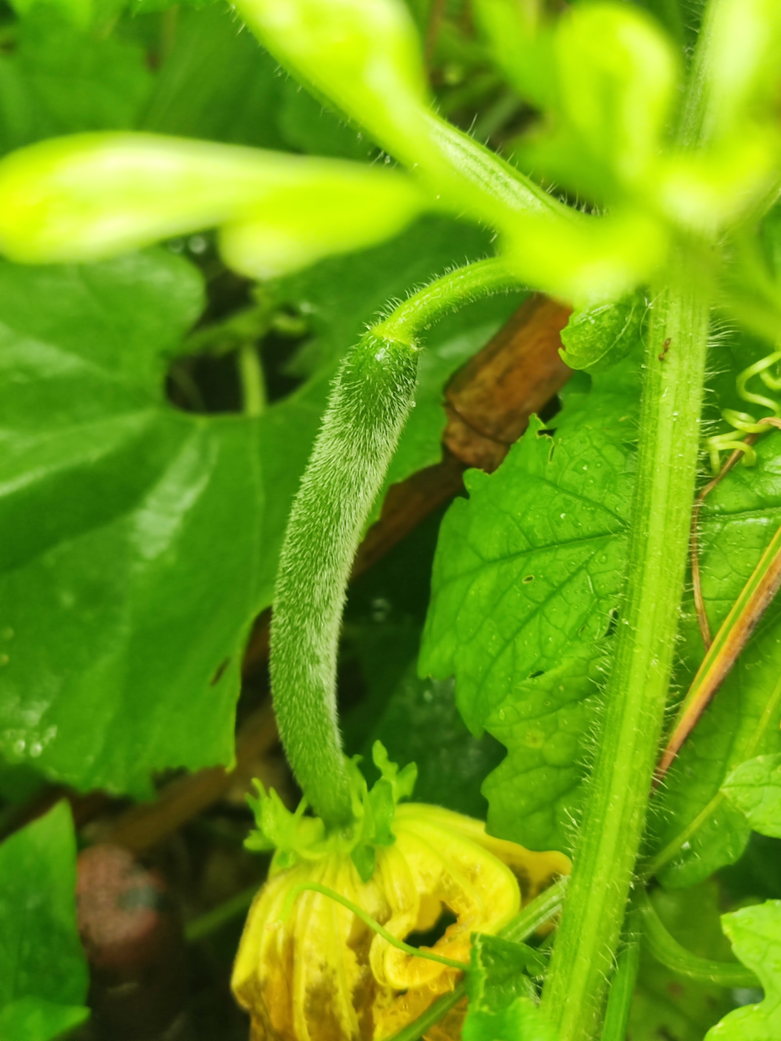 风穿过阔叶，枝头缀满青涩果实，夏天就此定格。夏日碎片