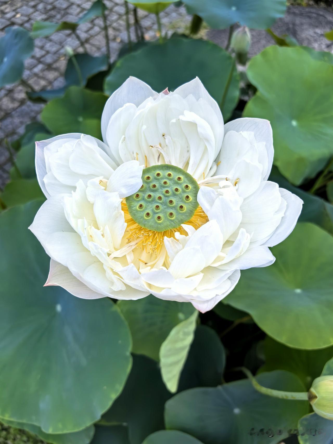 洁白荷花盛绽妍
纯净无垢显清新
仙气飘飘临尘世
禅意悠悠心澈明

清透荷花写真